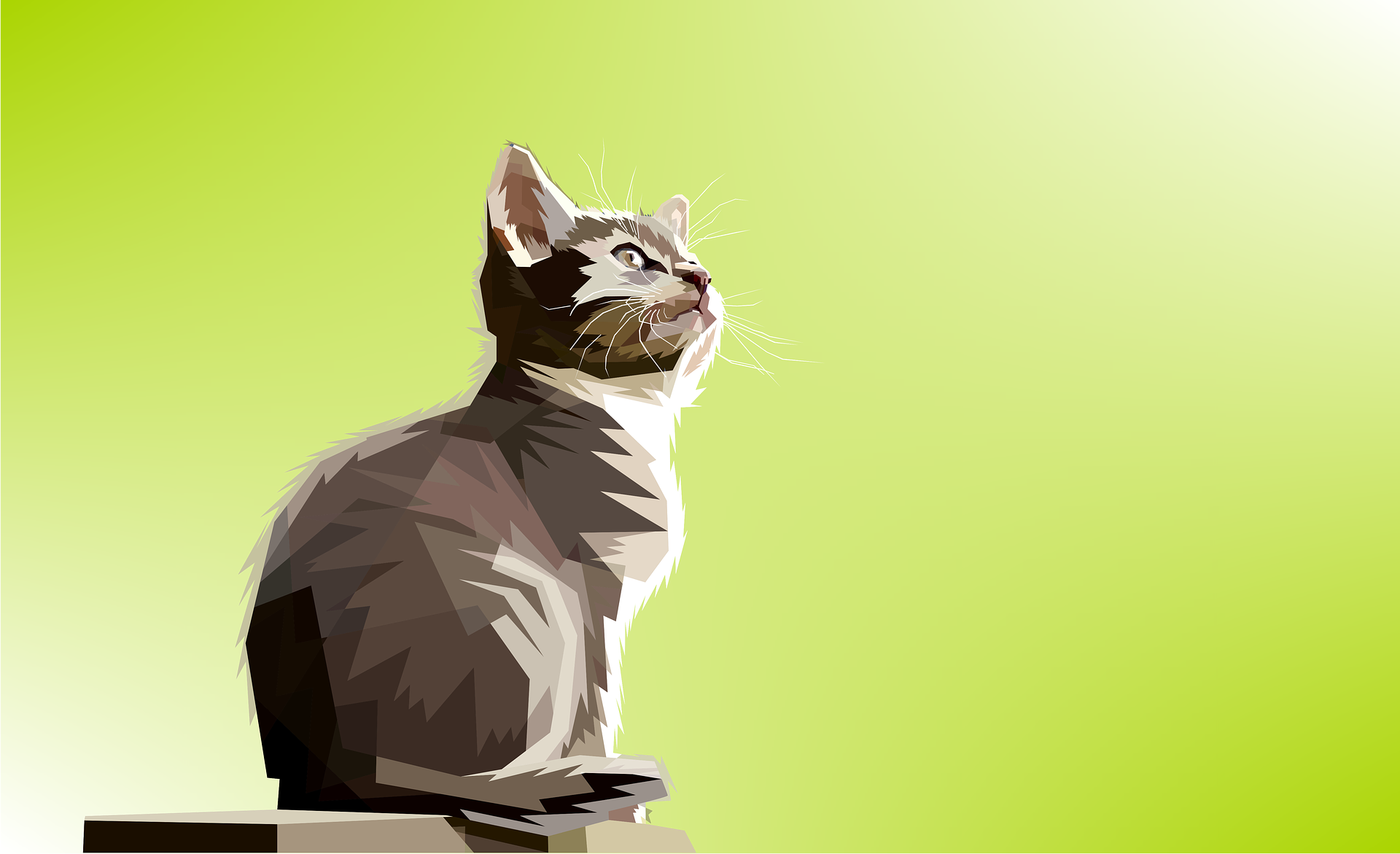 Popcat Wallpapers  Top Free Popcat Backgrounds  WallpaperAccess