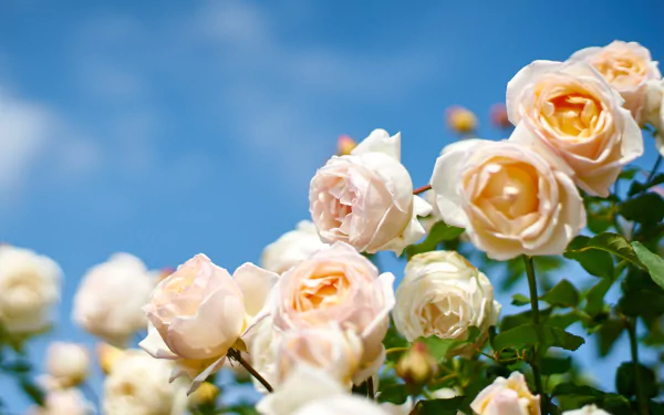 peach flower nature flower rose HD Desktop Wallpaper | Background Image