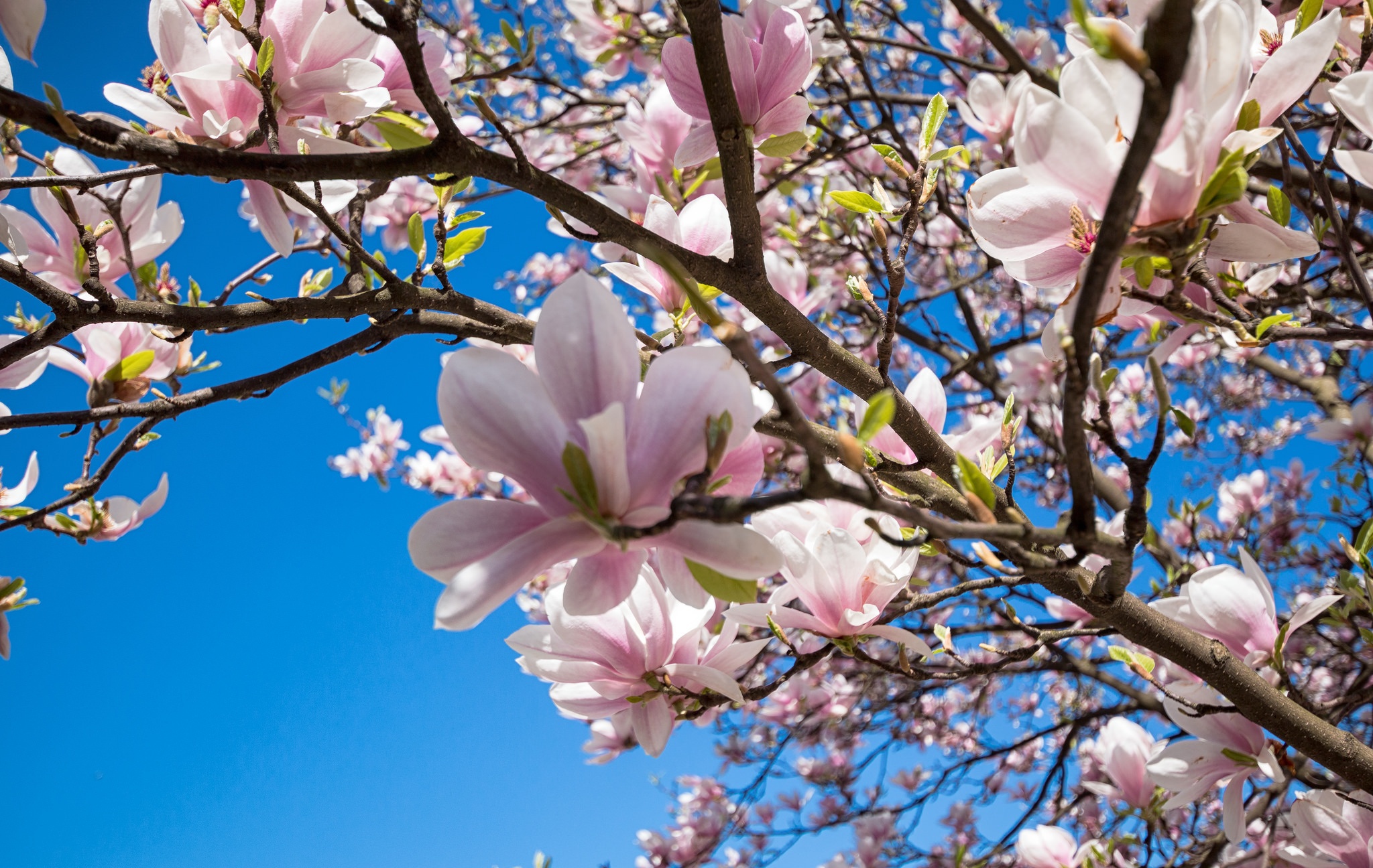 Download Pink Flower Spring Flower Nature Blossom HD Wallpaper