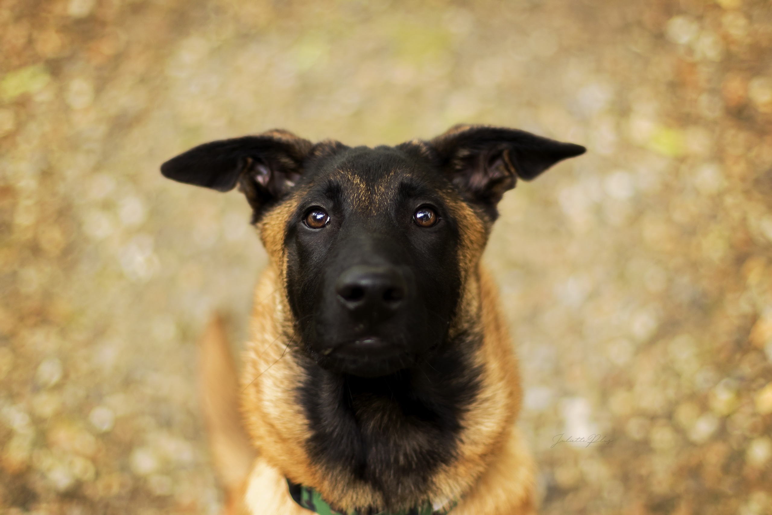 Animal Belgian Malinois HD Wallpaper | Background Image