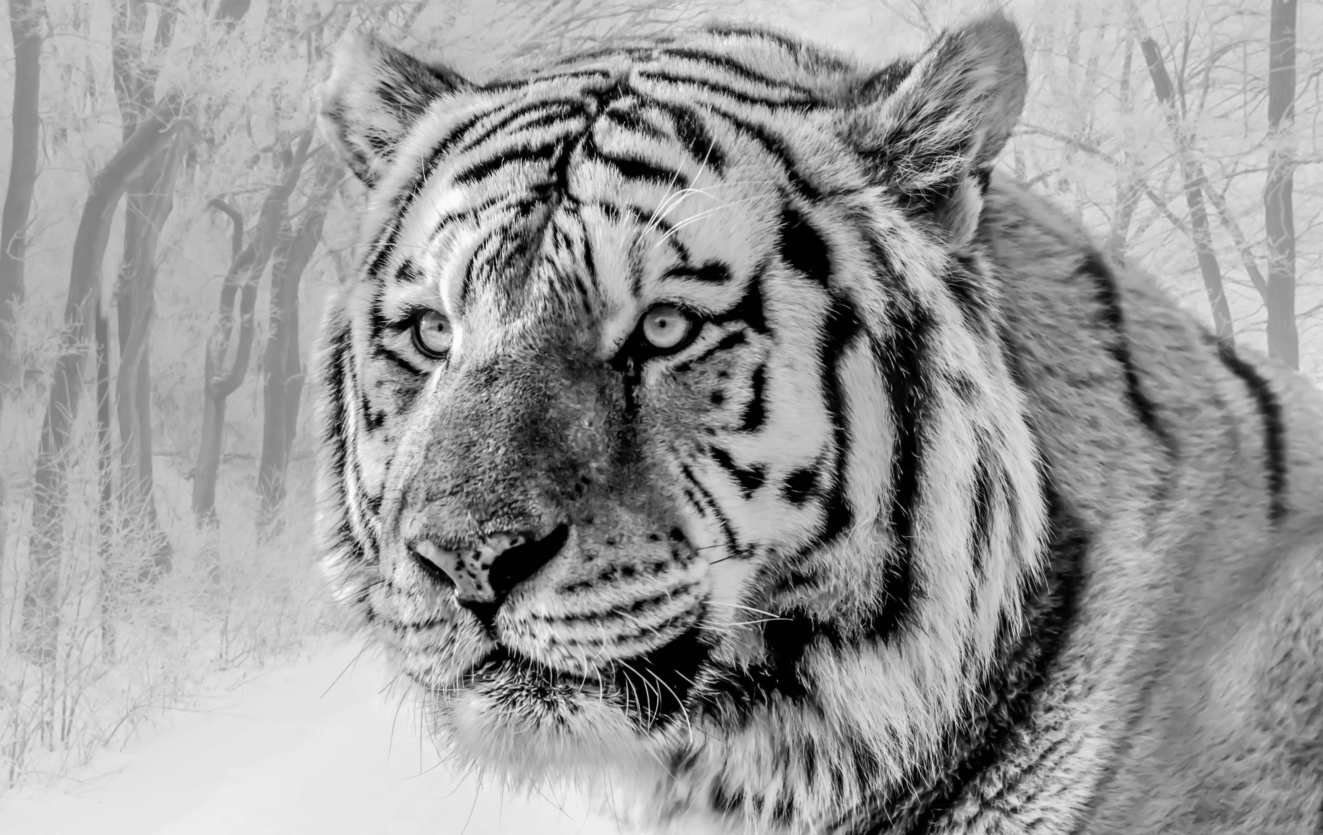 Tigre blanco 4k Ultra Fondo de pantalla HD | Fondo de Escritorio ...