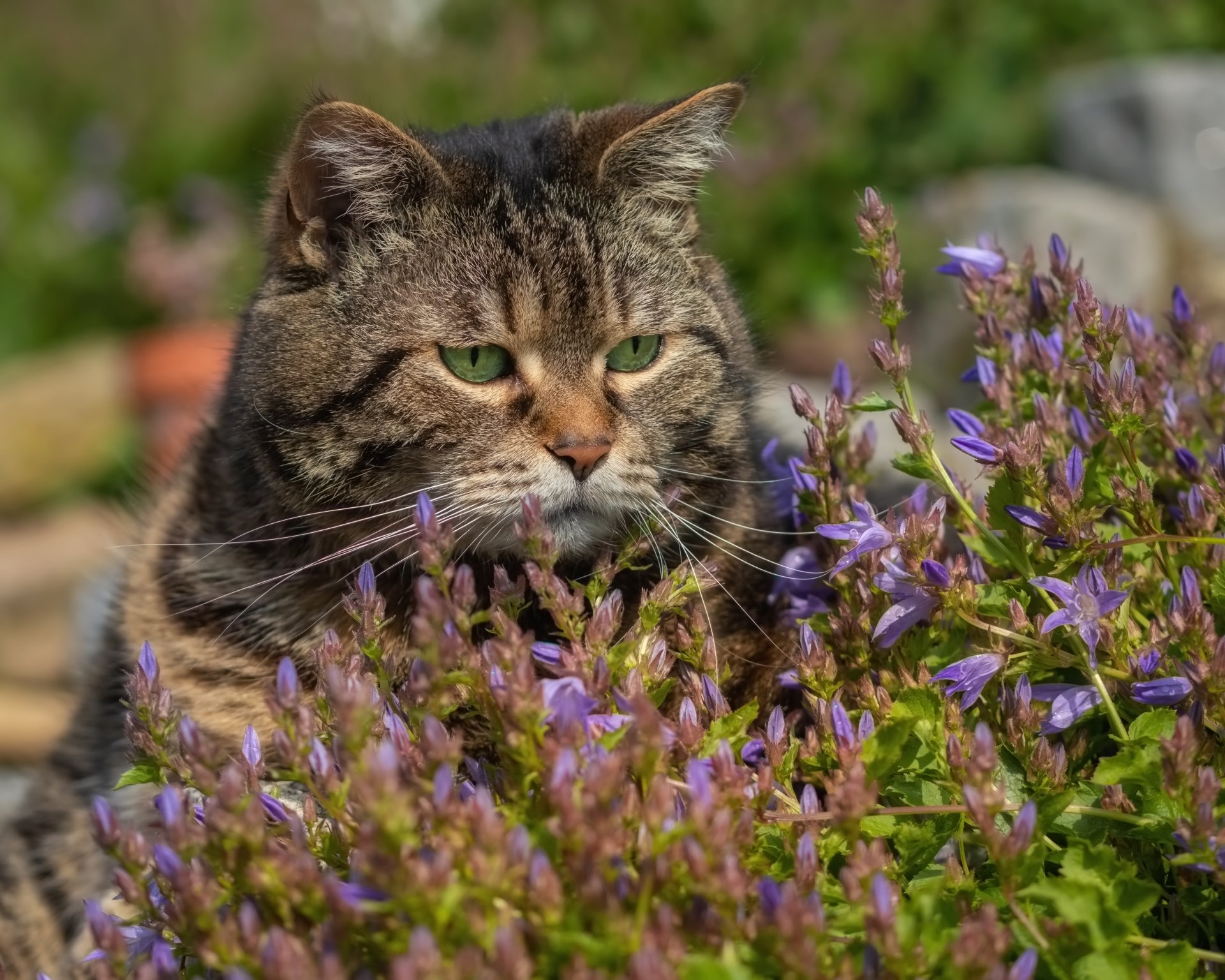 4K Ultra HD PC desktop wallpaper/background: brown tabby cat with green eyes nestled in purple wildflowers, soft bokeh garden backdrop.
