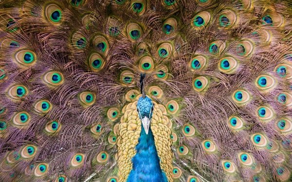 Animal Peacock Birds Bird HD Wallpaper | Background Image