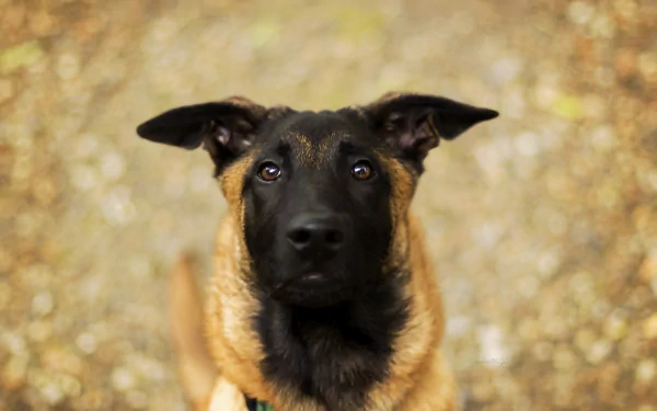 dog Animal Belgian Malinois HD Desktop Wallpaper | Background Image