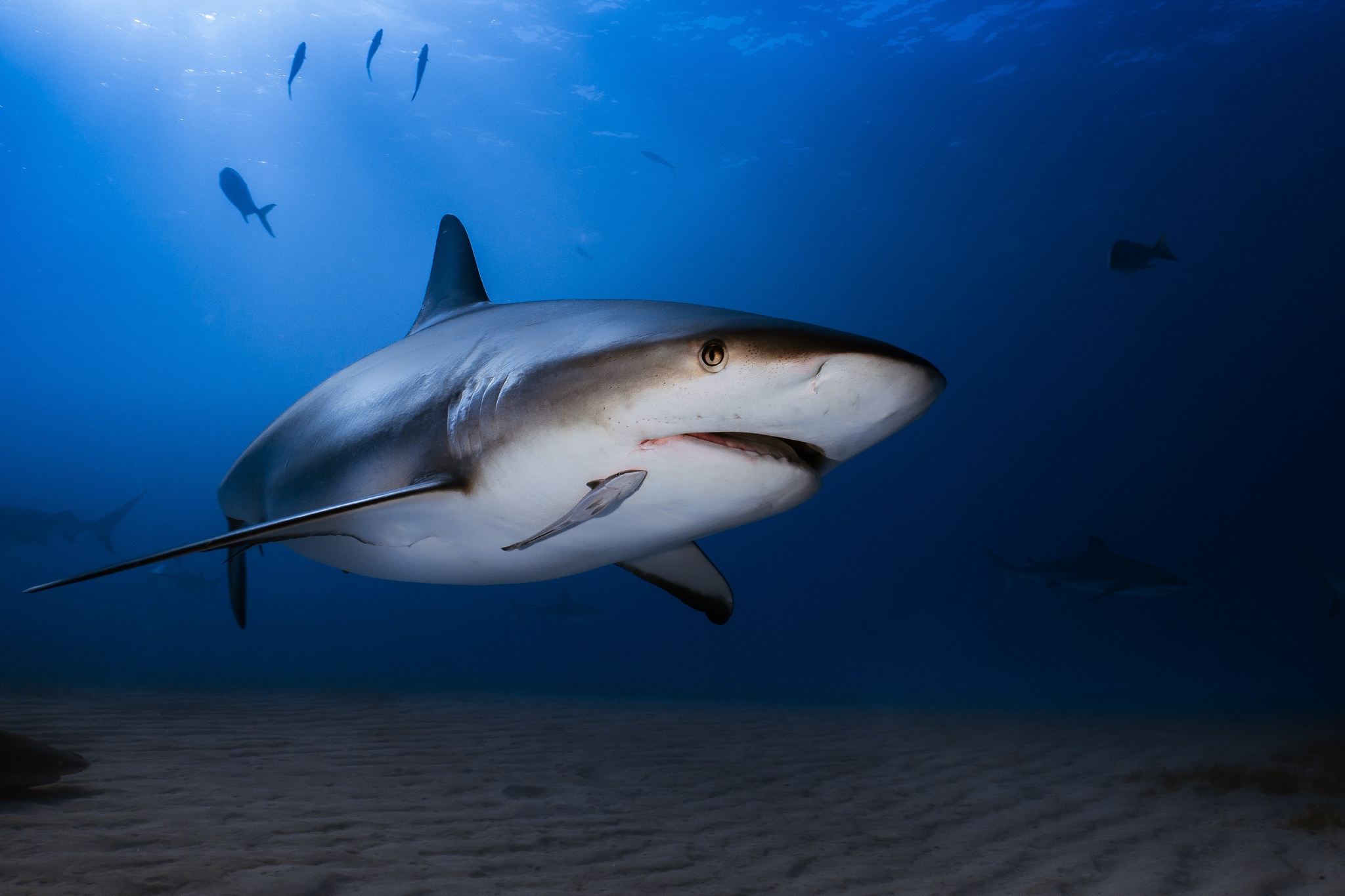 Download Sea Life Underwater Animal Shark HD Wallpaper