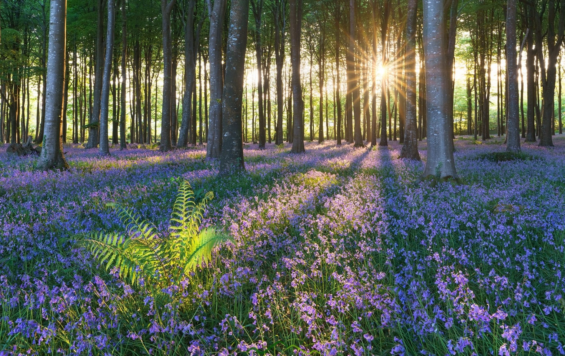 Download Sunbeam Pink Flower Wildflower Nature Forest HD Wallpaper