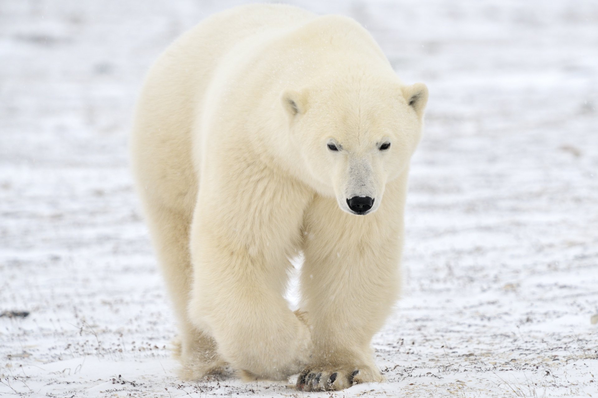 Download Animal Polar Bear 4k Ultra HD Wallpaper
