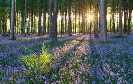 sunbeam pink flower wildflower nature forest HD Desktop Wallpaper | Background Image