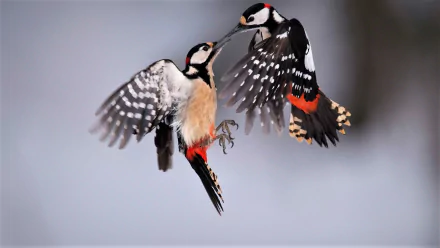 HD PC desktop wallpaper: two great spotted woodpecker birds mid-air, black-white-red plumage frozen against a soft blurred background.