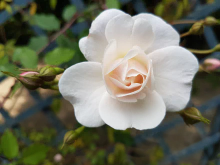 Close-up of a delicate white rose in full bloom, surrounded by green buds and leaves, captured in high definition as a nature-themed PC desktop wallpaper.