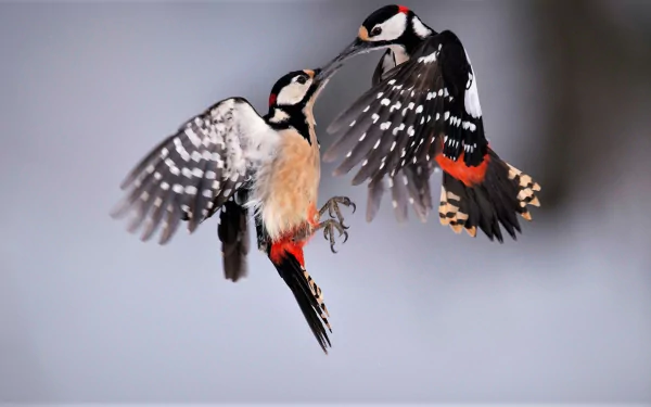 HD PC desktop wallpaper: two great spotted woodpecker birds mid-air, black-white-red plumage frozen against a soft blurred background.
