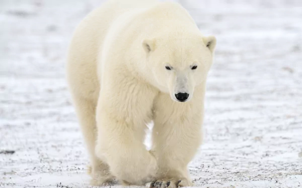 Animal polar bear HD Desktop Wallpaper | Background Image