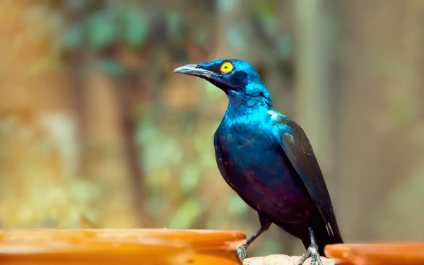 Animal starling HD Desktop Wallpaper | Background Image