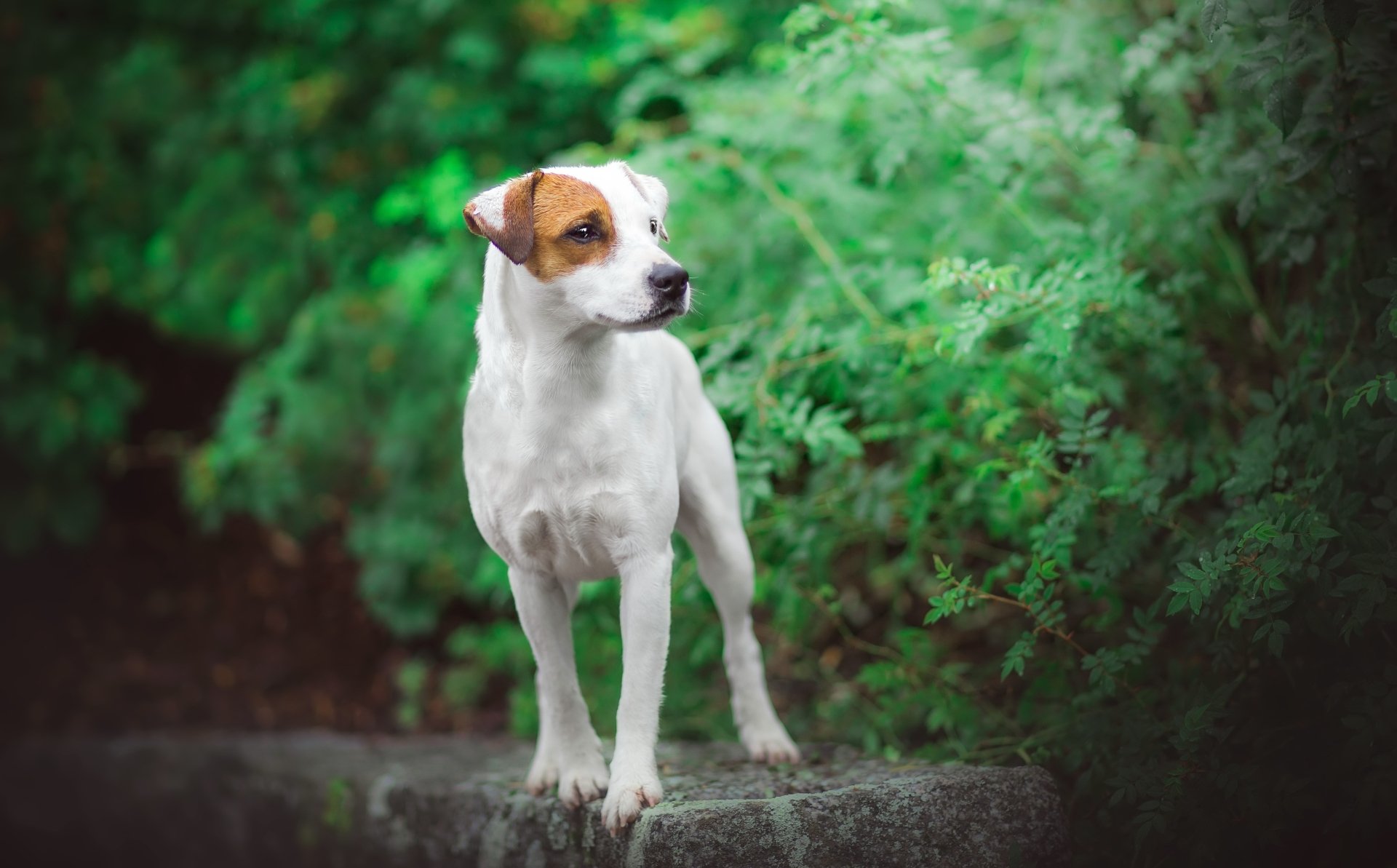 Jack Russell Terrier 4k Ultra Hd Wallpaper Background Image 4863x3022 Id 925545 Wallpaper Abyss