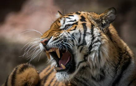 roar Animal tiger HD Desktop Wallpaper | Background Image