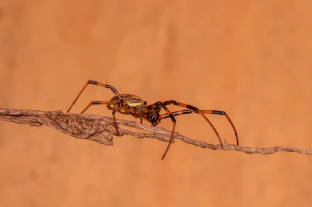 spider close-up Animal HD Desktop Wallpaper | Background Image