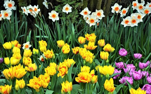 Earth Flower Flowers Spring Tulip Daffodil White Flower Yellow Flower HD Wallpaper | Background Image