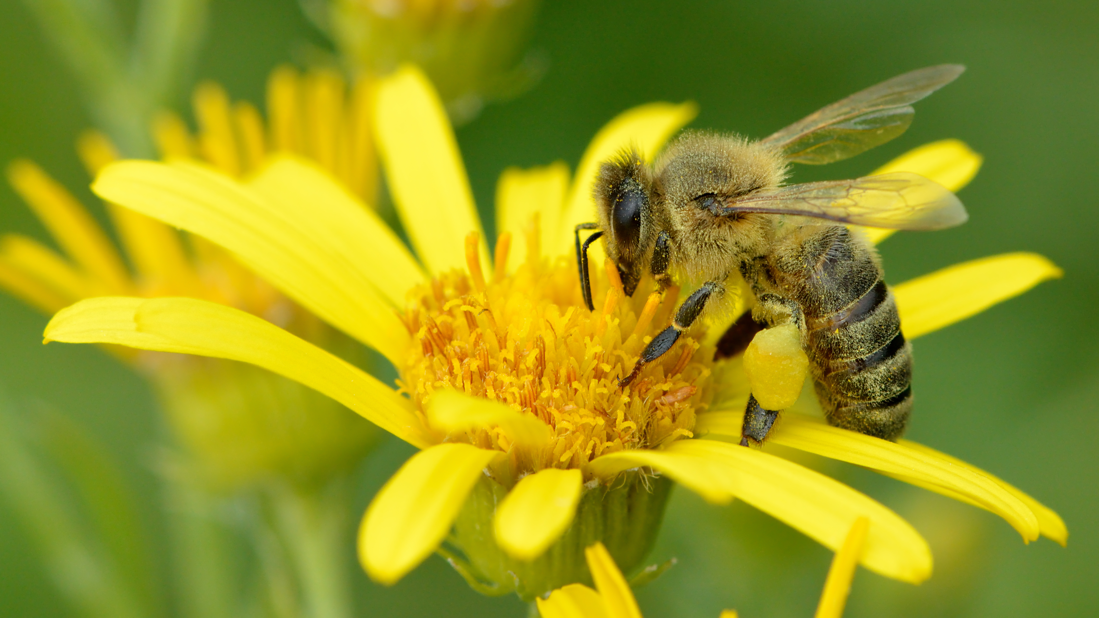 Western Honey Bee by Ivar Leidus