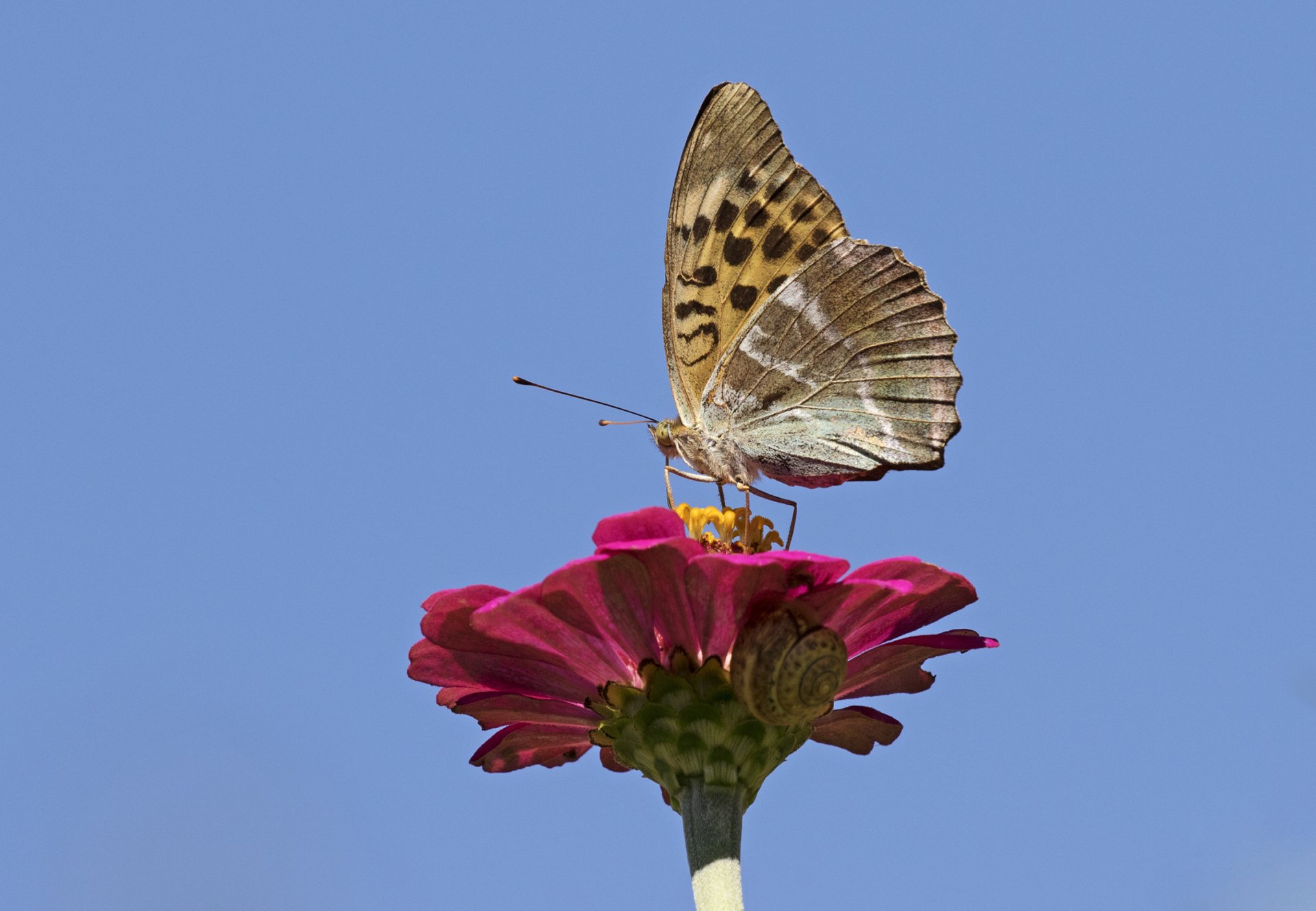 Silver-washed Fritillary by Zeynel Cebeci