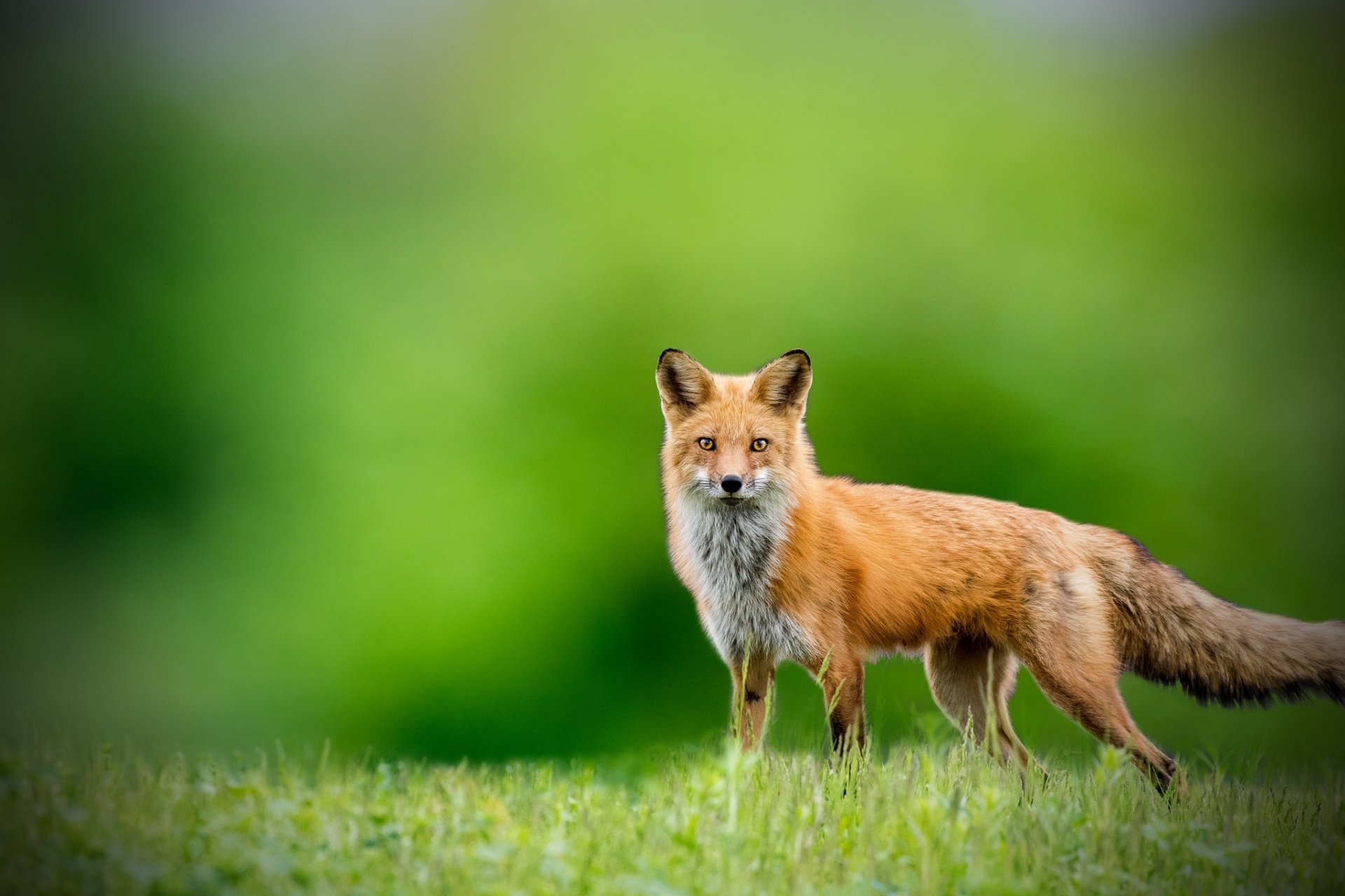 Animal Fox HD Wallpaper