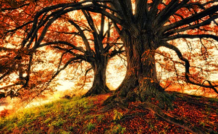  Autumn Trees