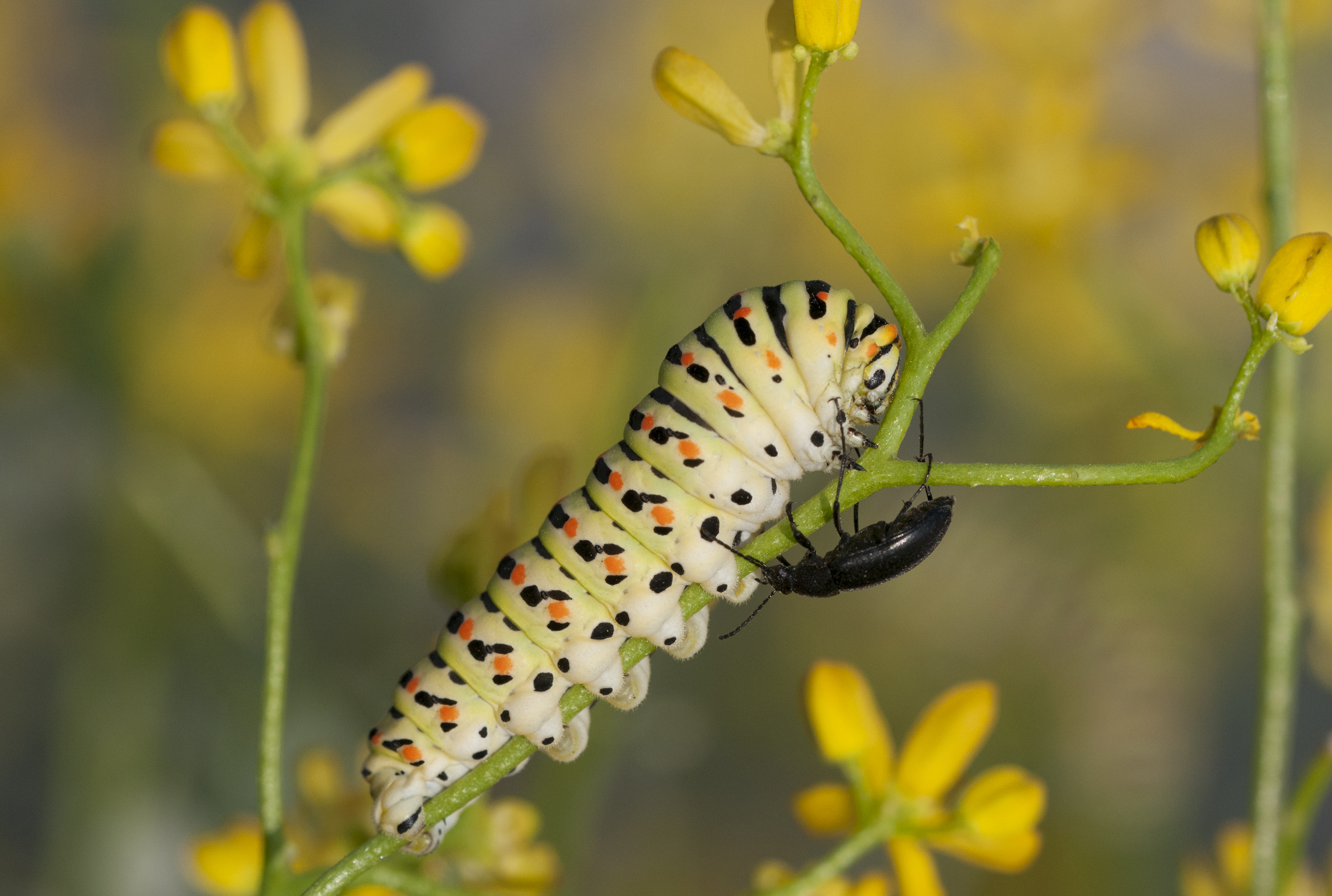 Old World Swallowtail Caterpillar and a Beetle by Zeynel Cebeci
