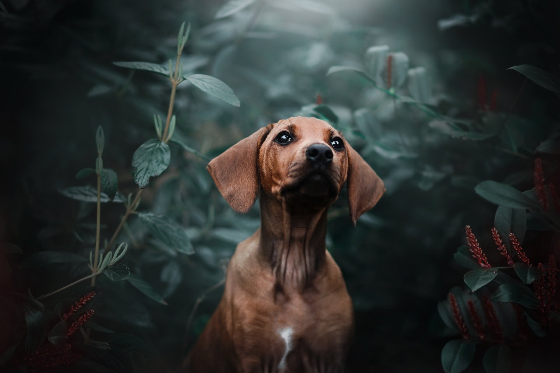 Download Dog Animal Dachshund HD Wallpaper by Kristýna Kvapilová