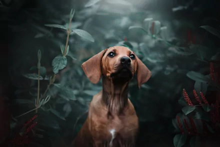 HD PC desktop wallpaper and background: brown dachshund dog (Animal) sits amid moody green foliage, gazing upward in soft, dramatic light.
