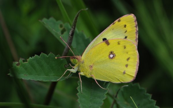 Animal Butterfly Pale Clouded Yellow HD Wallpaper | Background Image