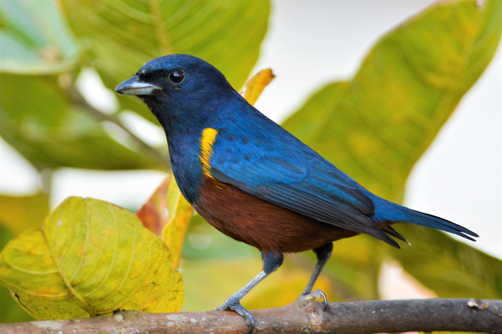 A. Three egg clutch of Chestnut-bellied Euphonia (Euphonia pectoralis)