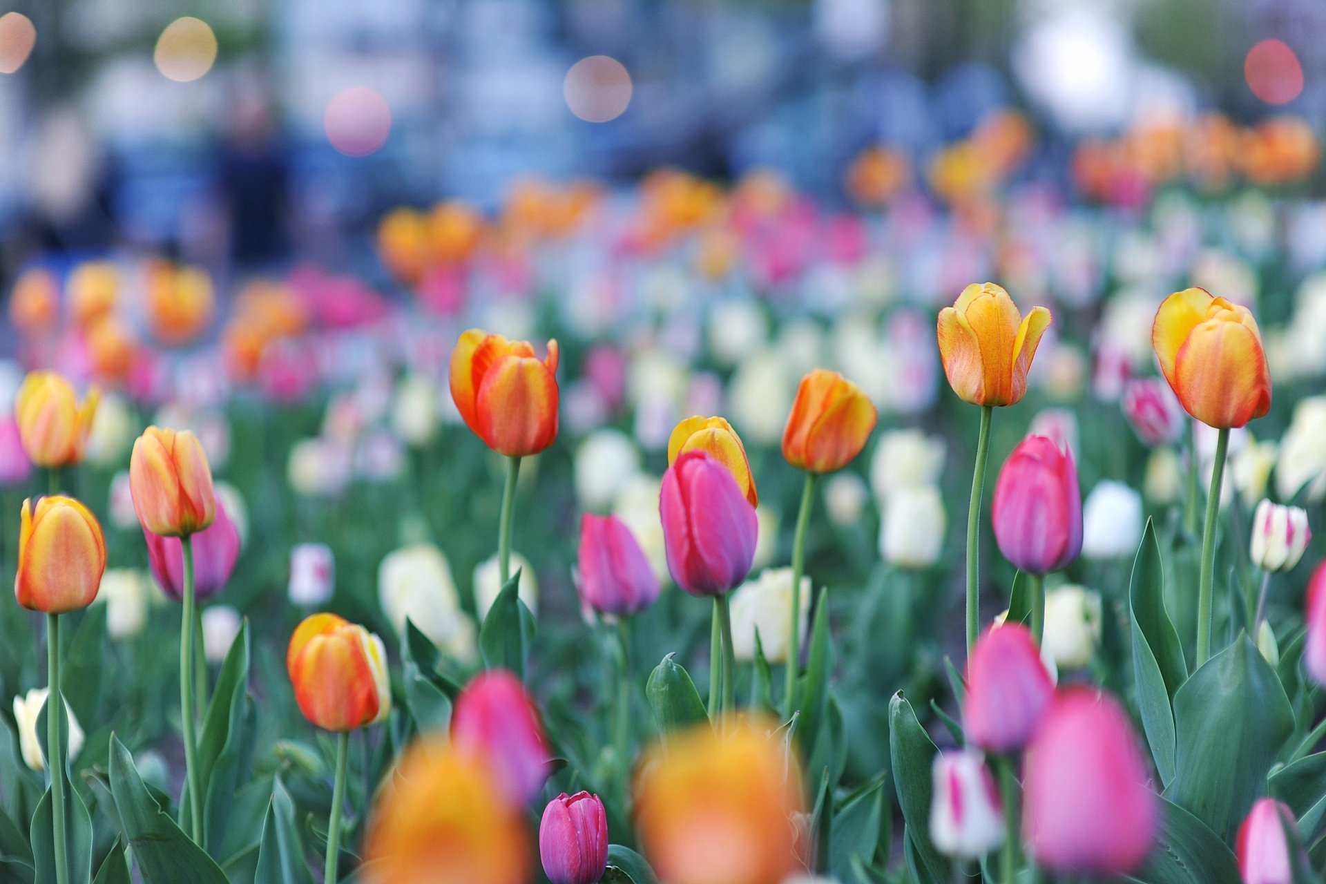 Download Orange Flower Pink Flower Flower Depth Of Field Nature Tulip ...