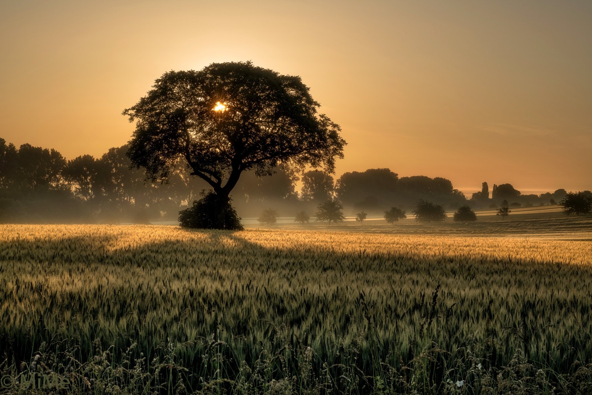 HD desktop wallpaper showcasing a tranquil summer sunrise over a field of wheat, with a solitary tree in the foreground and picturesque nature scenes in the background.