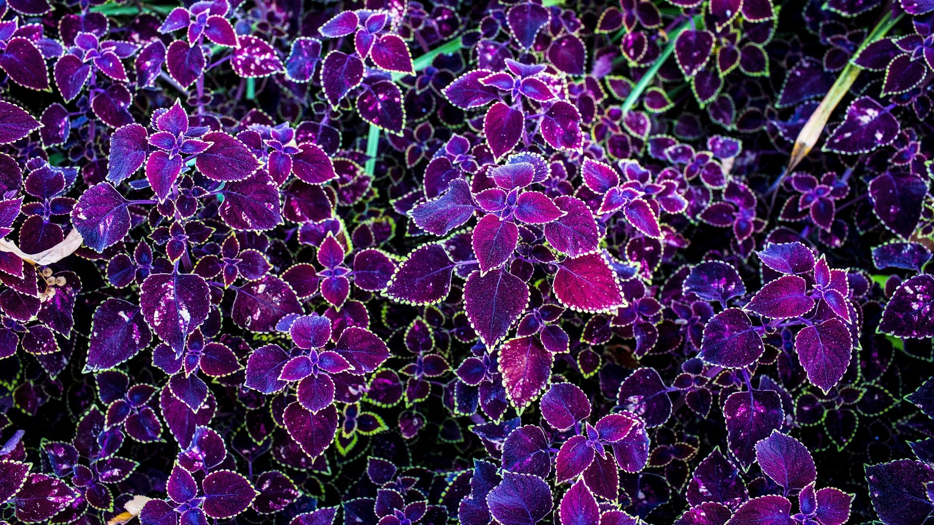 Close-up of purple coleus leaves and small flowers with neon-green edges — vivid nature scene, 4K Ultra HD PC desktop wallpaper.