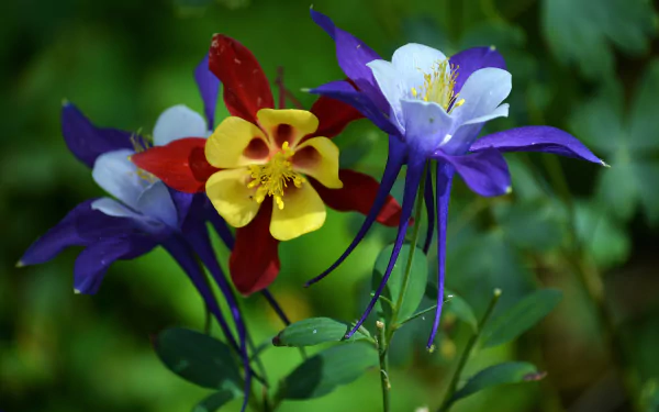  Columbine Flowers