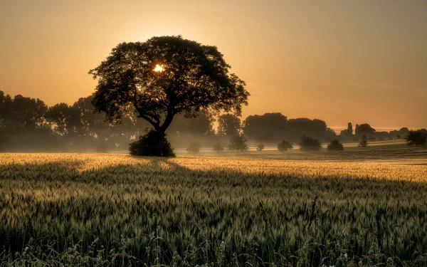HD desktop wallpaper showcasing a tranquil summer sunrise over a field of wheat, with a solitary tree in the foreground and picturesque nature scenes in the background.
