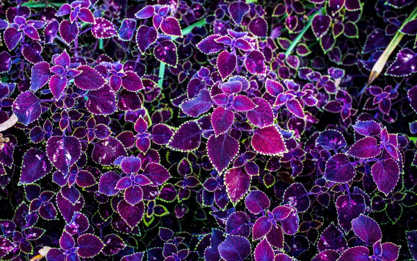 Close-up of purple coleus leaves and small flowers with neon-green edges — vivid nature scene, 4K Ultra HD PC desktop wallpaper.