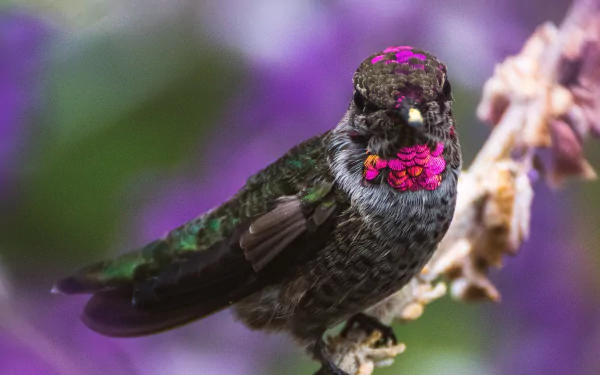 Iridescent hummingbird with magenta throat feathers perched on a twig against a vivid purple bokeh background — 4K Ultra HD PC desktop wallpaper.