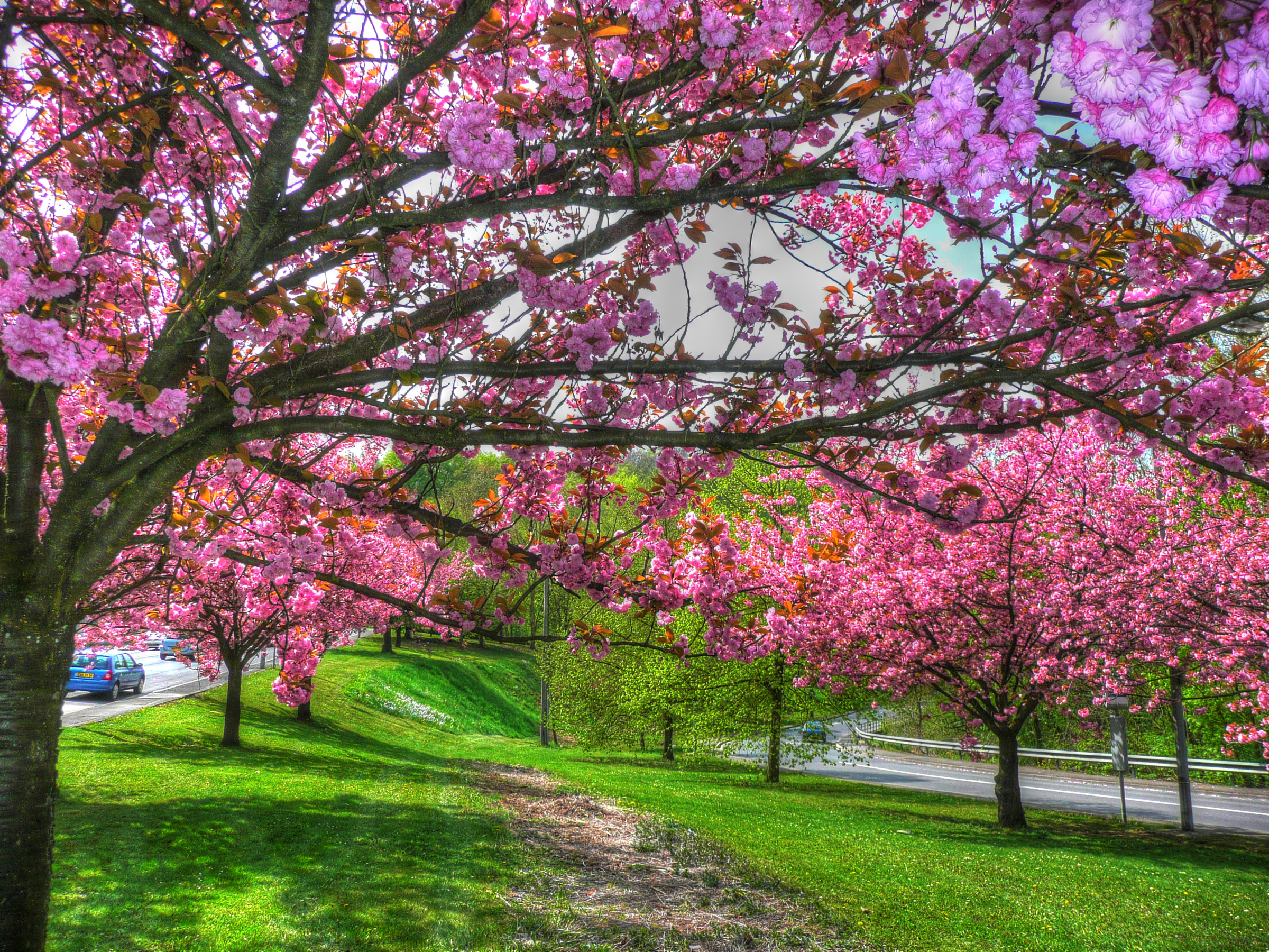 Blossoming Spring Trees on the Parkway HD Wallpaper