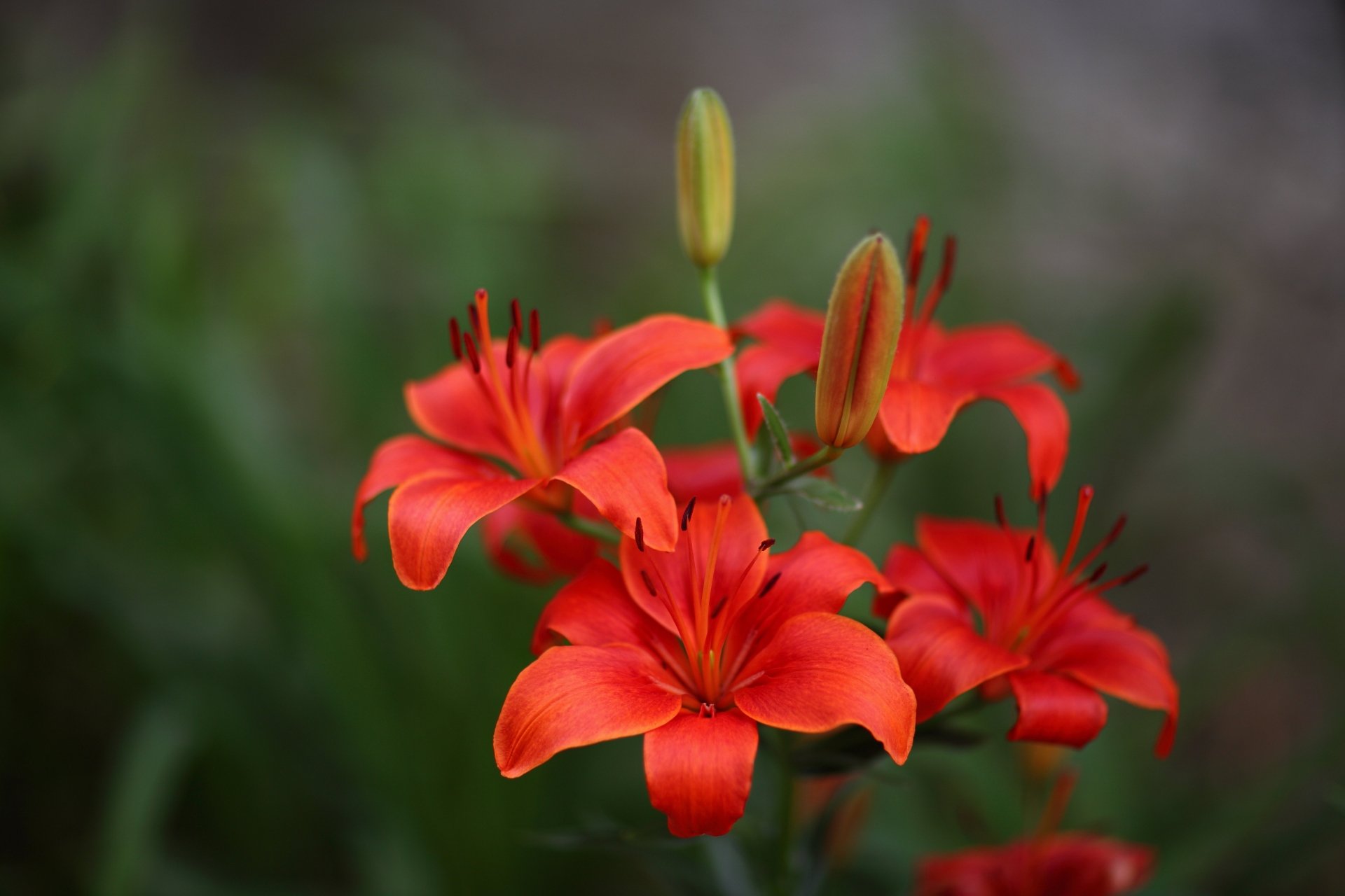 Lily 4k Ultra HD Wallpaper | Background Image | 5346x3564