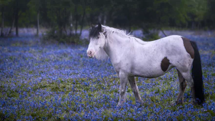 blue flower Animal horse HD Desktop Wallpaper | Background Image