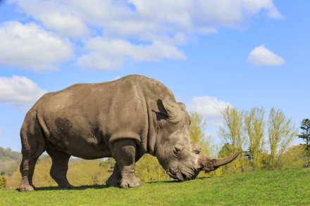 A detailed 4K Ultra HD PC desktop wallpaper featuring a rhino grazing on green grass under a blue sky with scattered clouds.