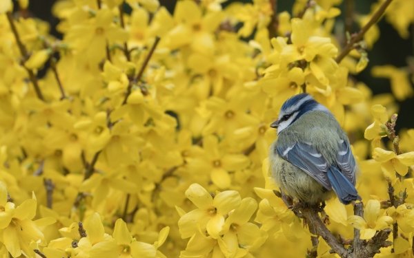 Animal Titmouse Birds Passerines Bird Blossom Yellow Flower HD Wallpaper | Background Image