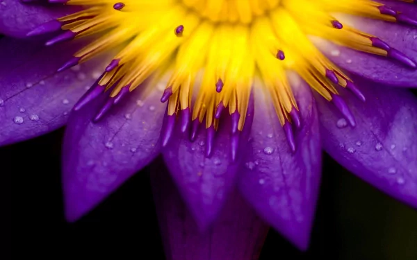 A stunning HD desktop wallpaper of a macro shot featuring a vibrant flower with rich purple petals and a radiant yellow center, showcasing the intricate details of nature.