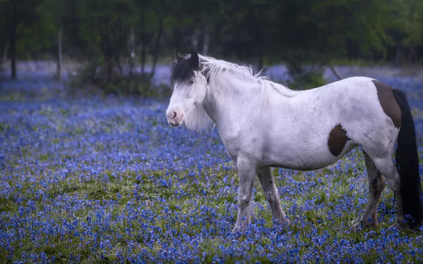 blue flower Animal horse HD Desktop Wallpaper | Background Image