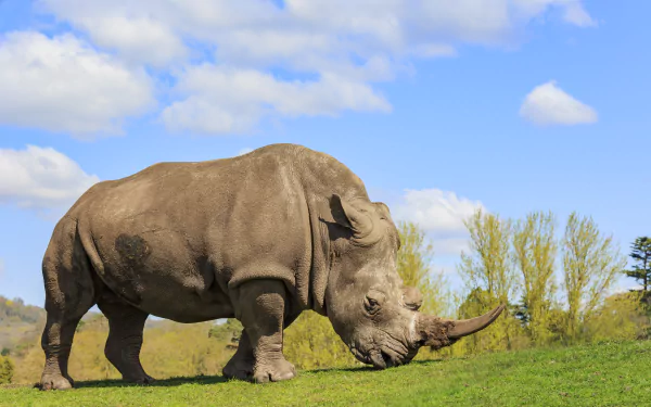 A detailed 4K Ultra HD PC desktop wallpaper featuring a rhino grazing on green grass under a blue sky with scattered clouds.