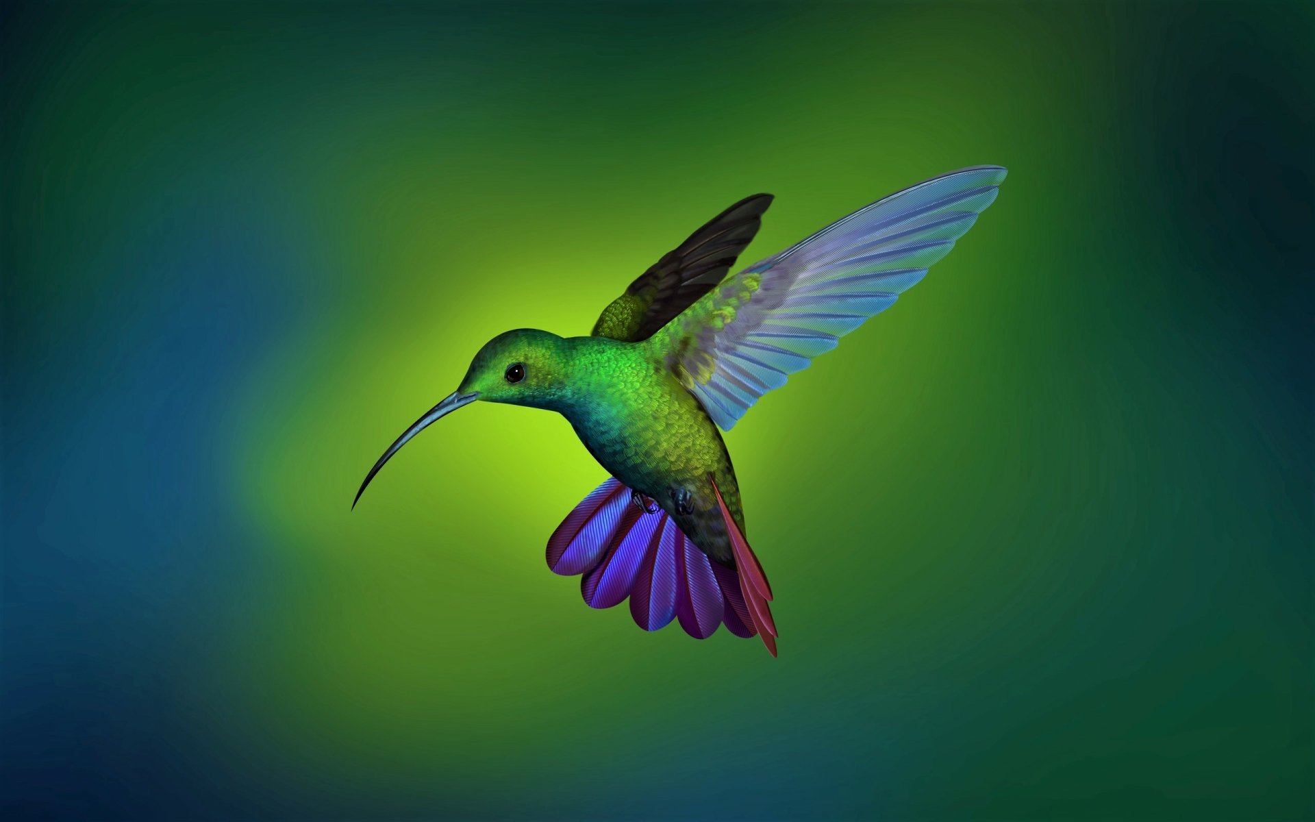 Download Bird Animal Hummingbird HD Wallpaper