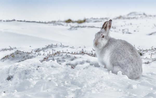 Animal Rabbit Winter Snow Depth Of Field HD Wallpaper | Background Image