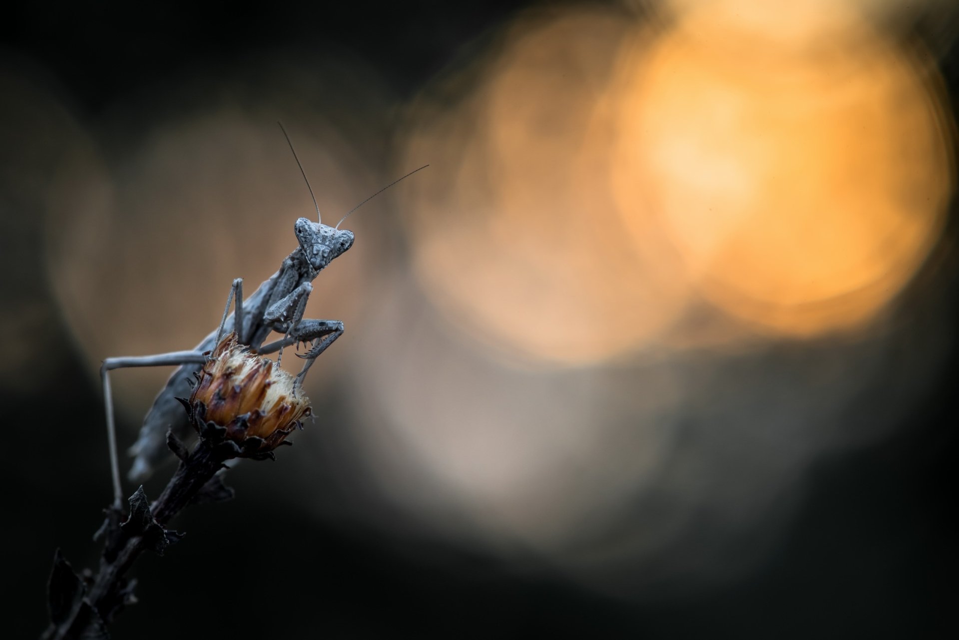 Download Macro Insect Animal Praying Mantis HD Wallpaper