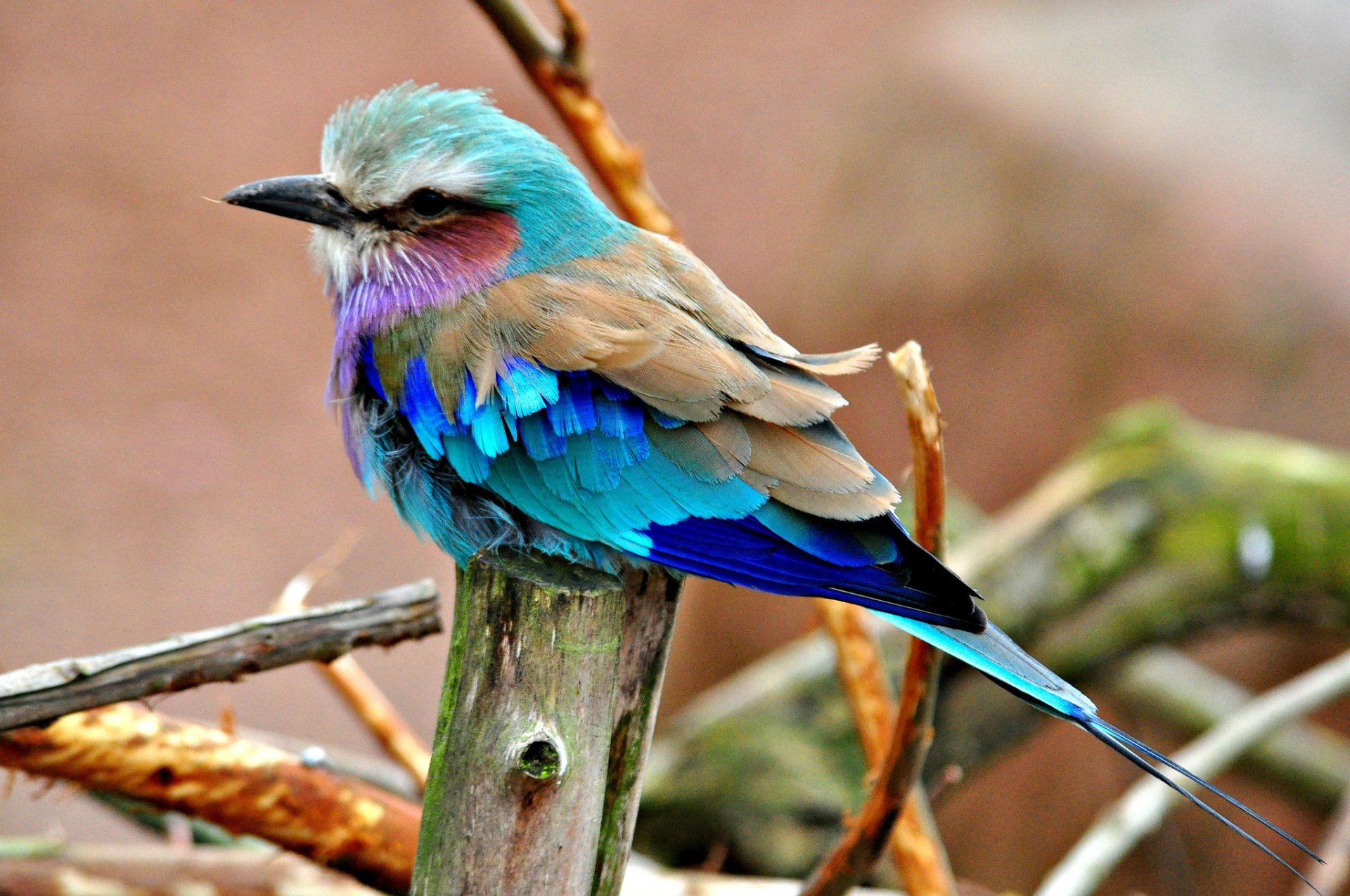 Download Branch Lilac-breasted Roller Animal HD Wallpaper