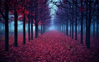 HD Wallpaper | Background Image ID:931287